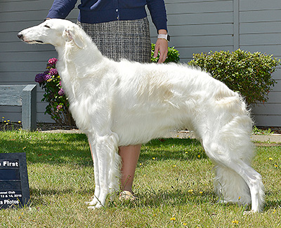 Top Best of Opposite Sex Borzoi 2019